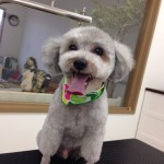 プードル　レオ君２６８